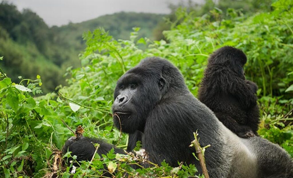 Best Car for Gorilla Trekking in Uganda